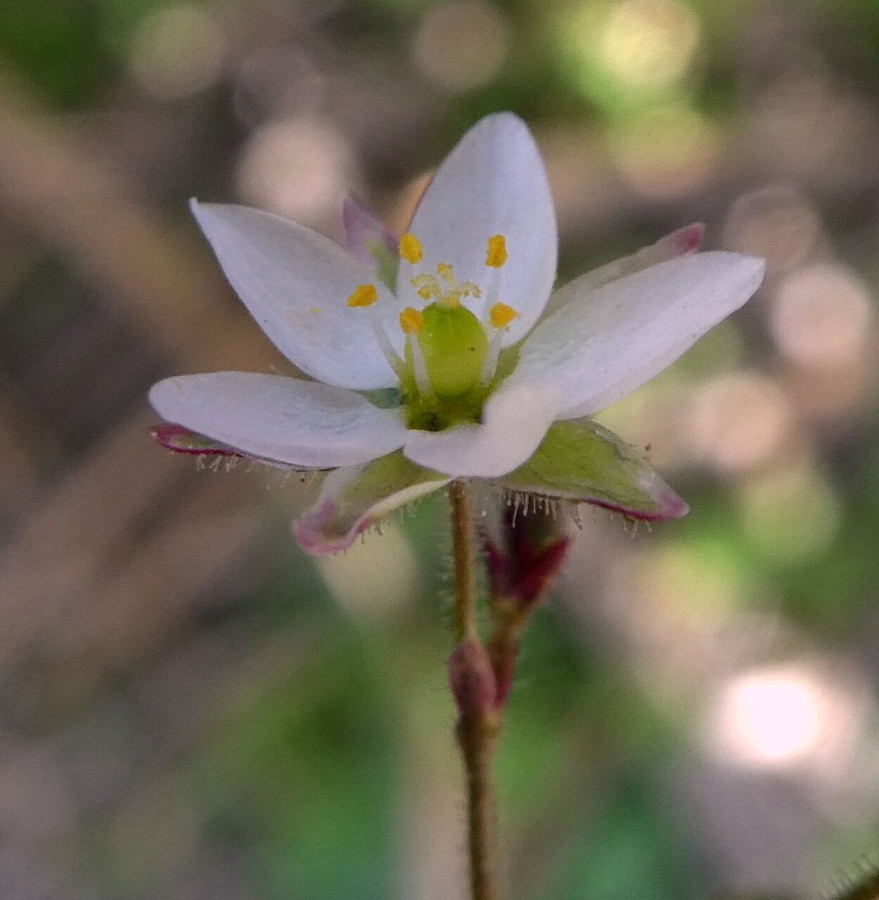 Spergula arvensis flower