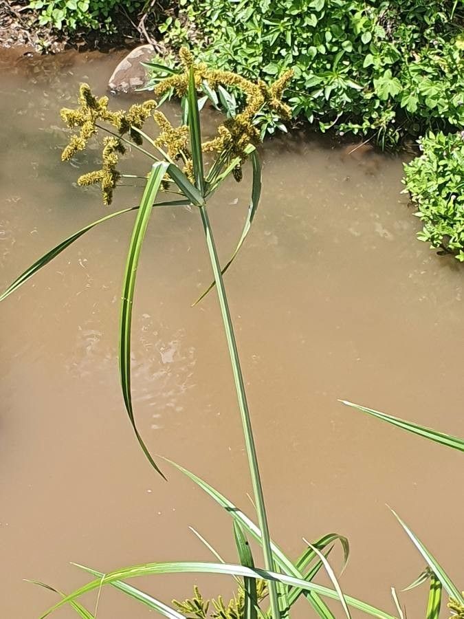 Cyperus dives leaf