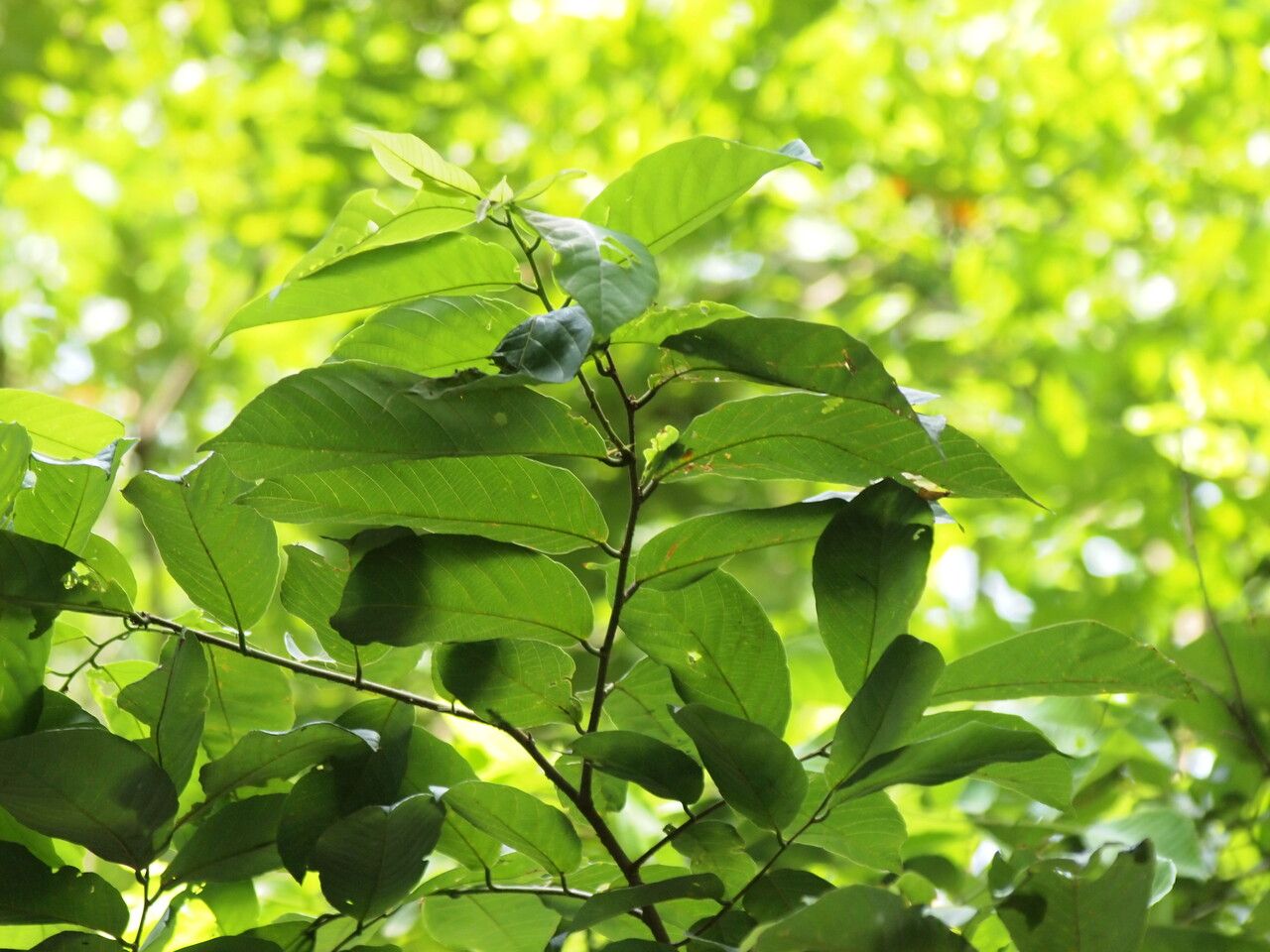 Bridelia atroviridis — related species from the same genus