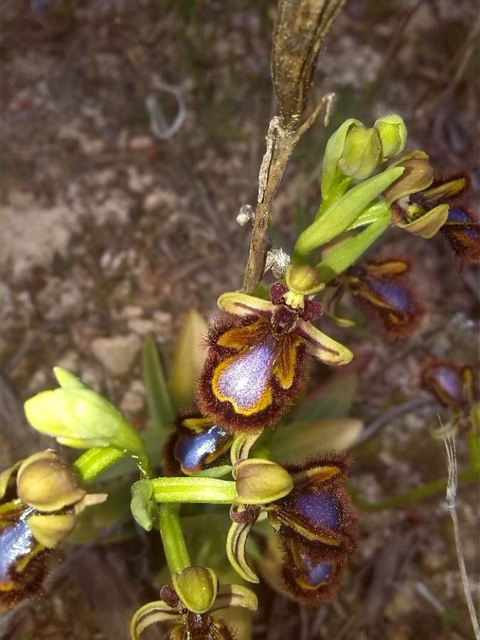 Ophrys speculum flower