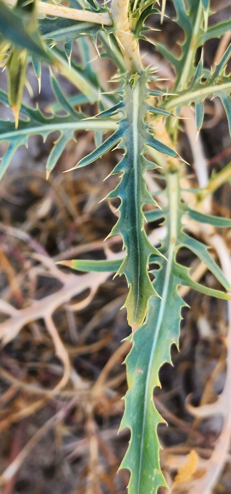 Carthamus oxyacanthus — search result for 'Carthamus'