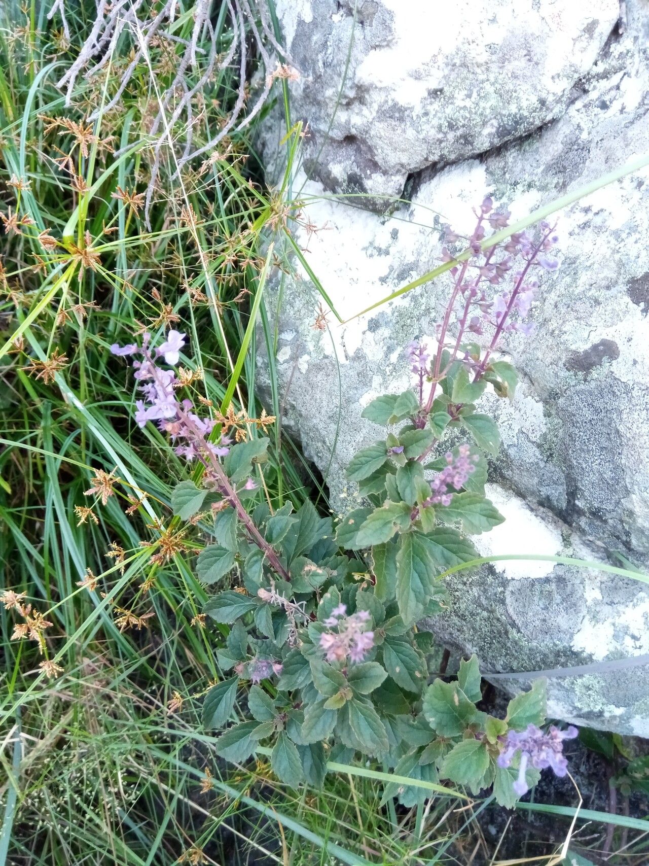 Plectranthus secundiflorus habit