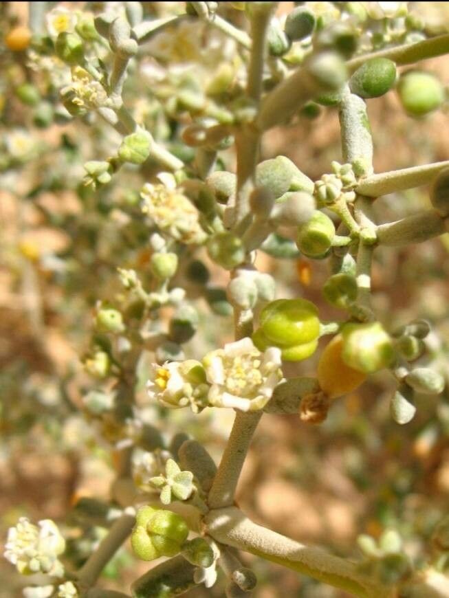Tetraena alba flower