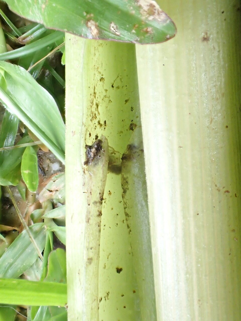 Boesenbergia hamiltonii bark
