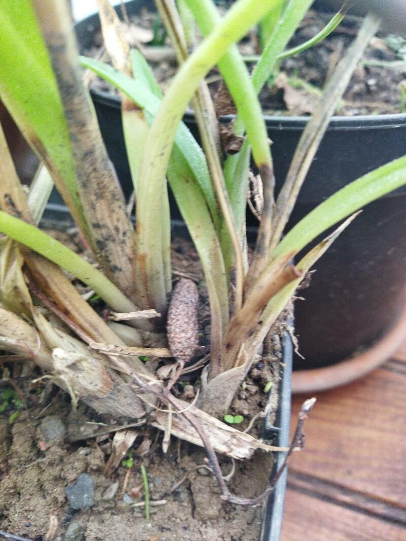 Tillandsia flabellata bark