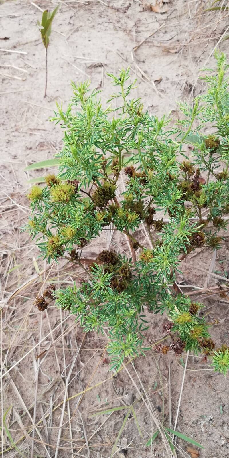 Indigofera capitata — houseplant care guide