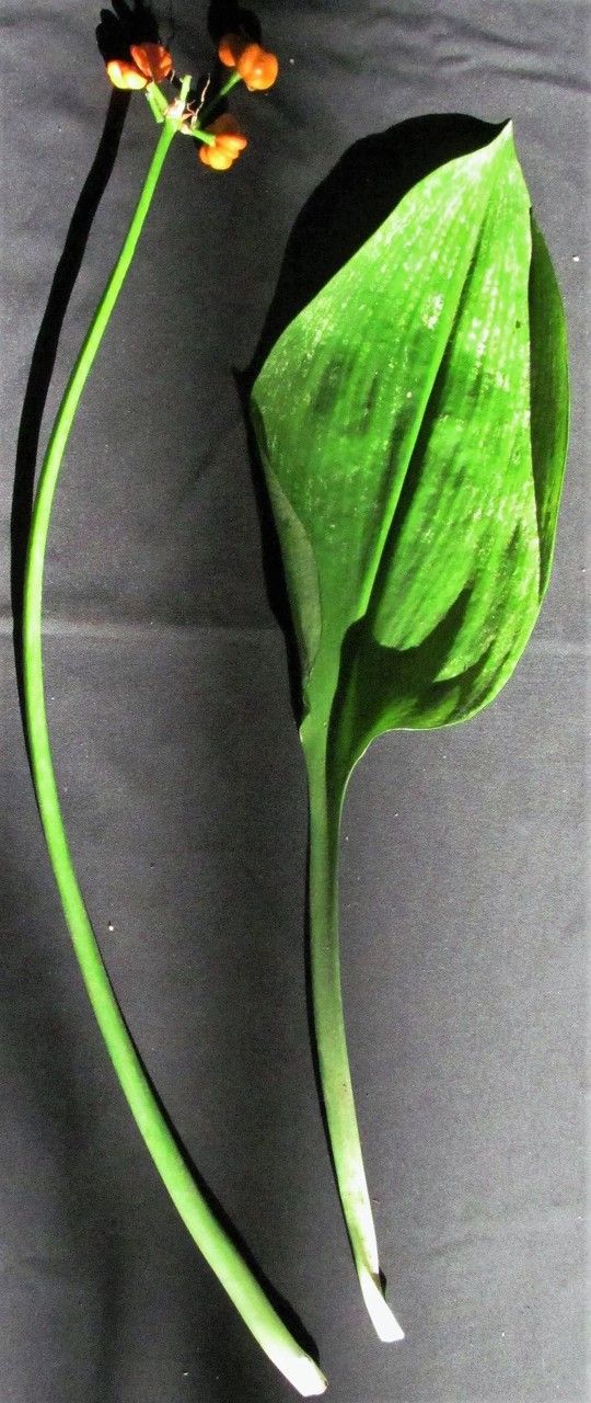 Urceolina bouchei other