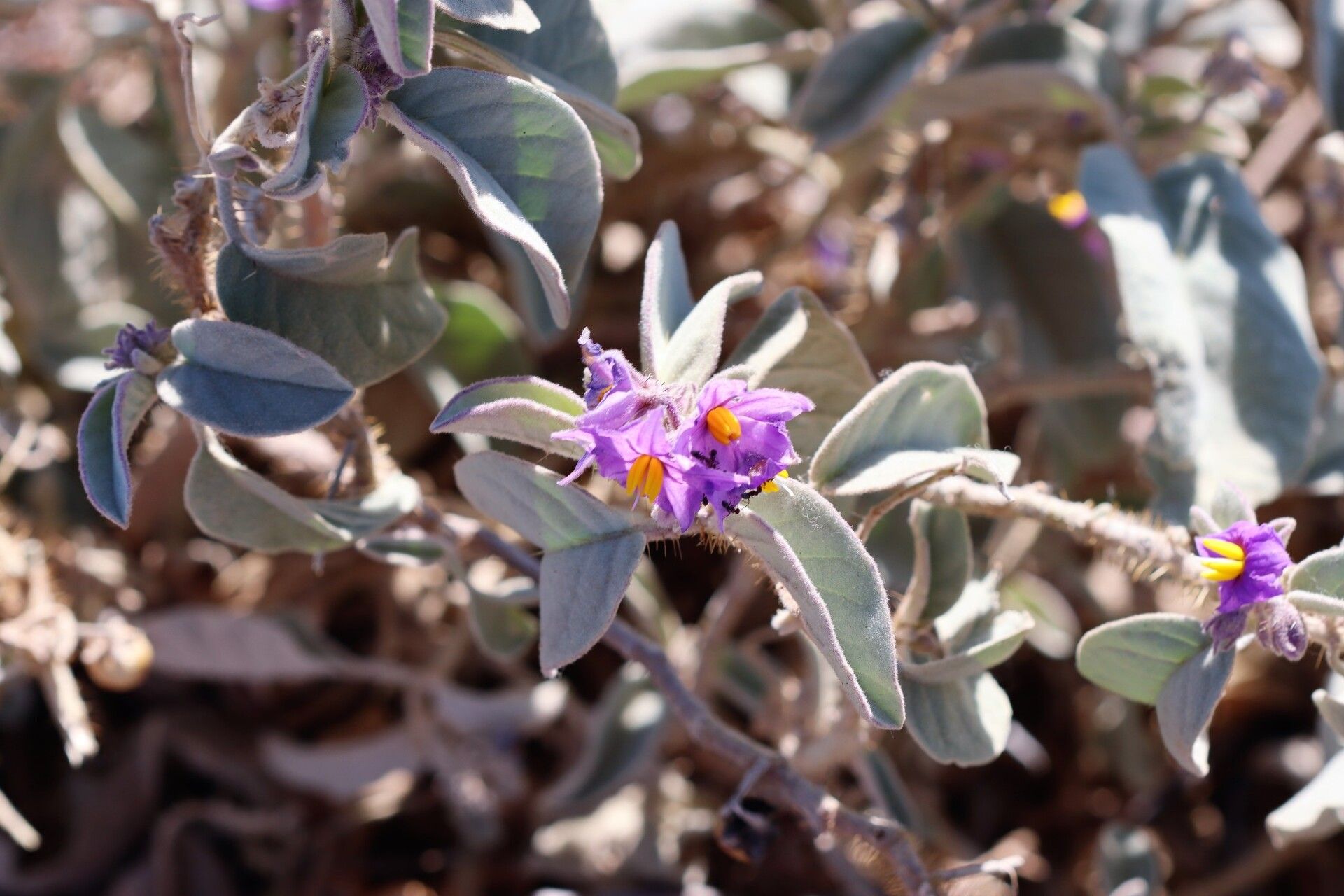 Solanum callosum — houseplant care guide