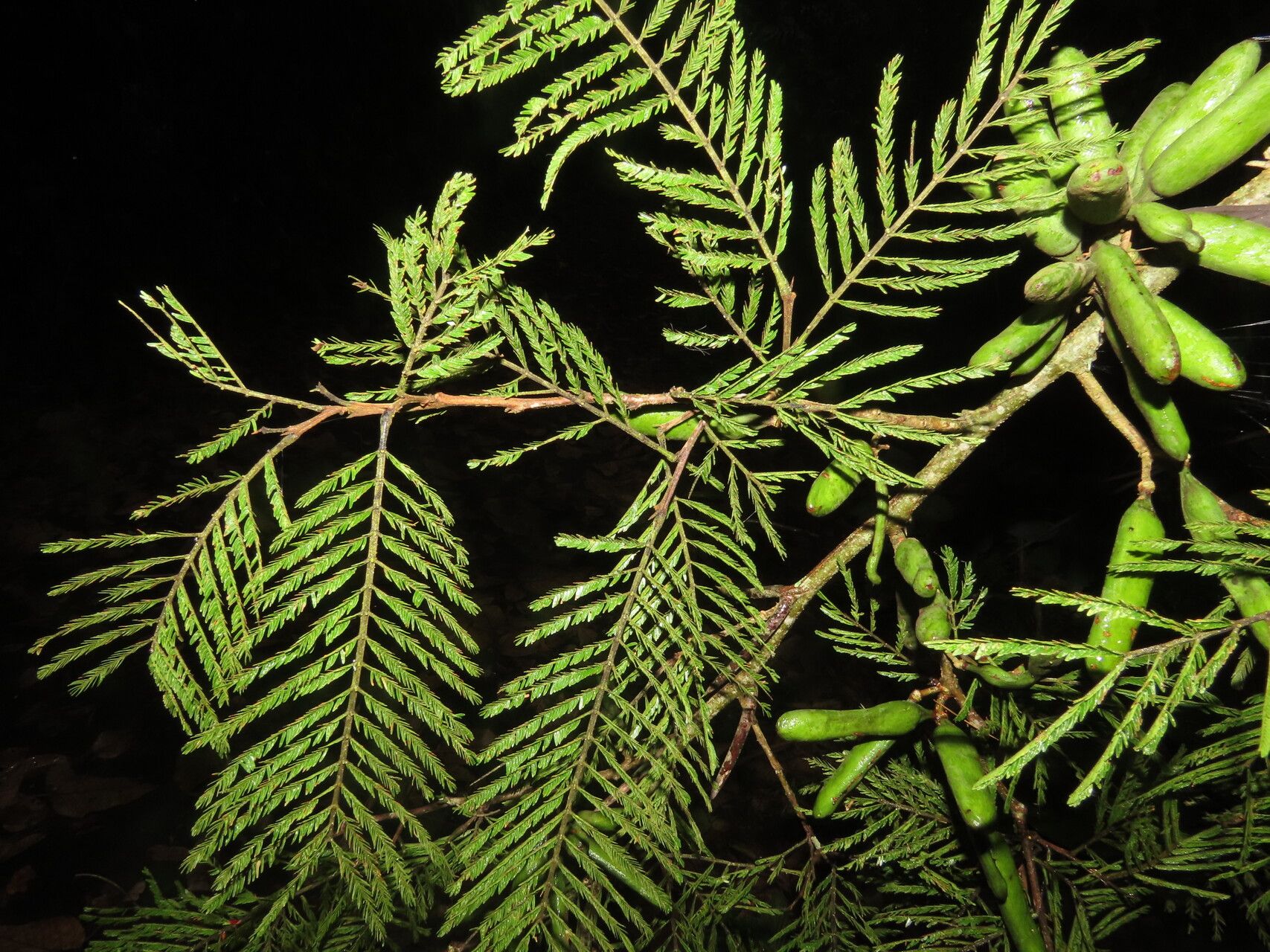 Vachellia ruddiae — houseplant care guide