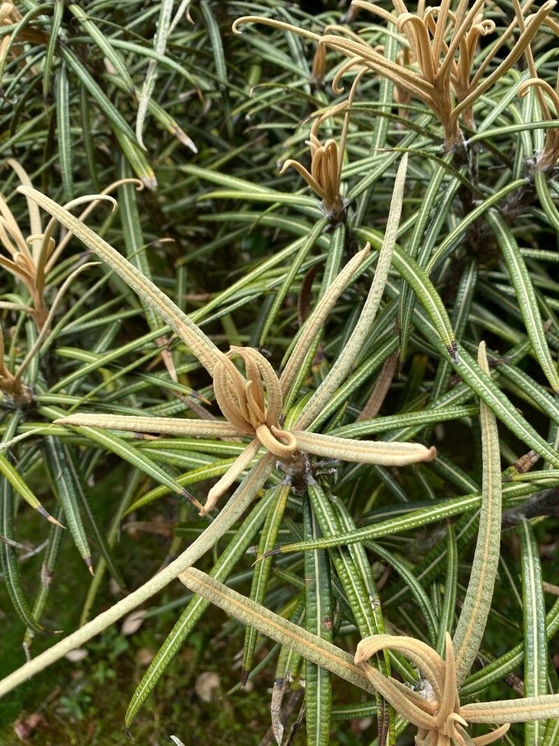 Olearia lacunosa — search result for 'Olearia'