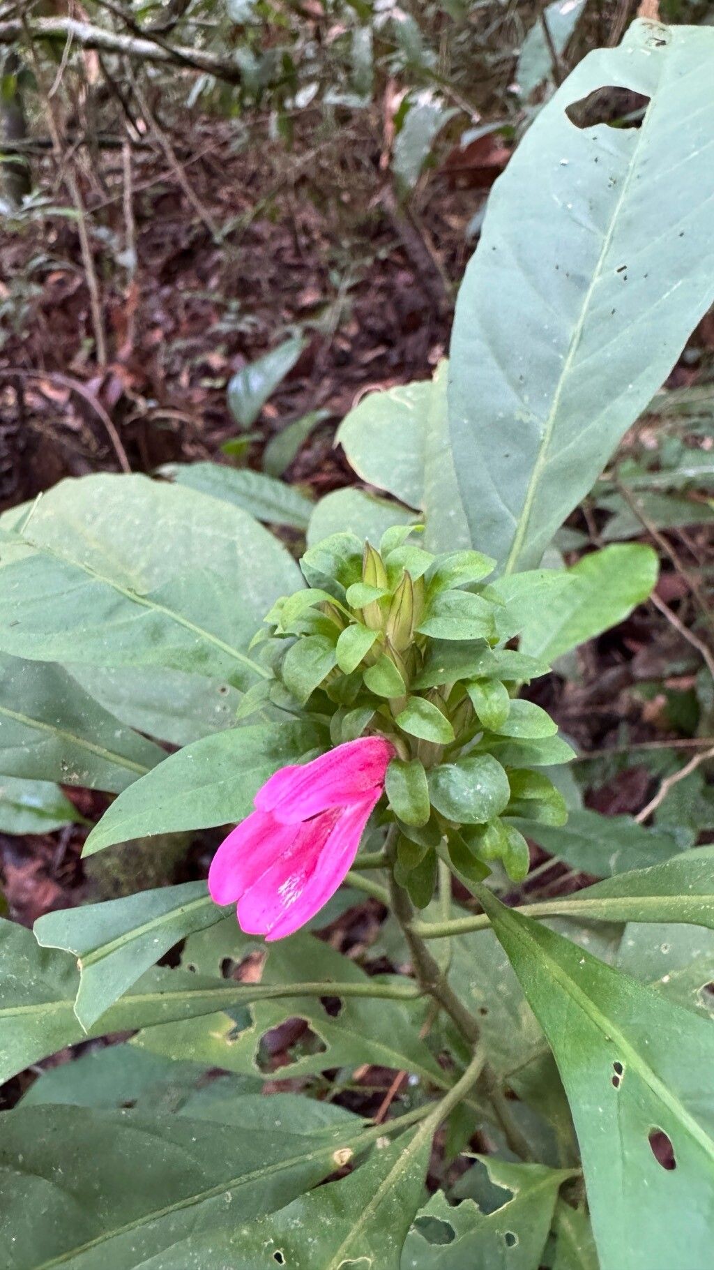 Justicia nodicaulis flower