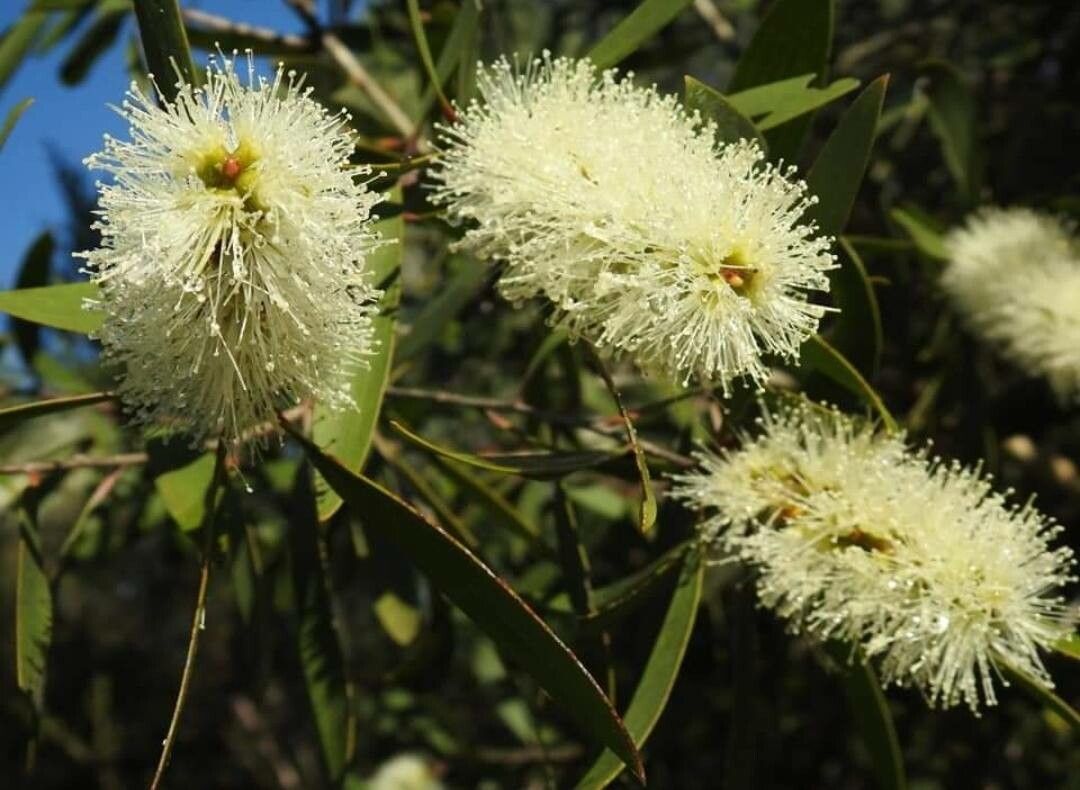 Melaleuca quinquenervia flower