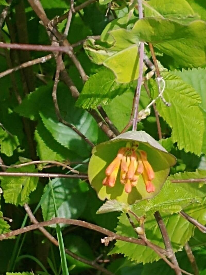 Lonicera ciliosa flower