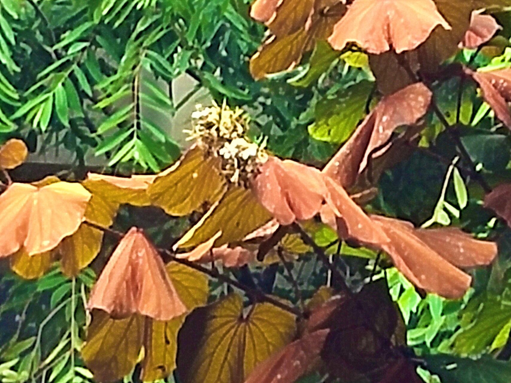 Phanera aureifolia — related species from the same genus