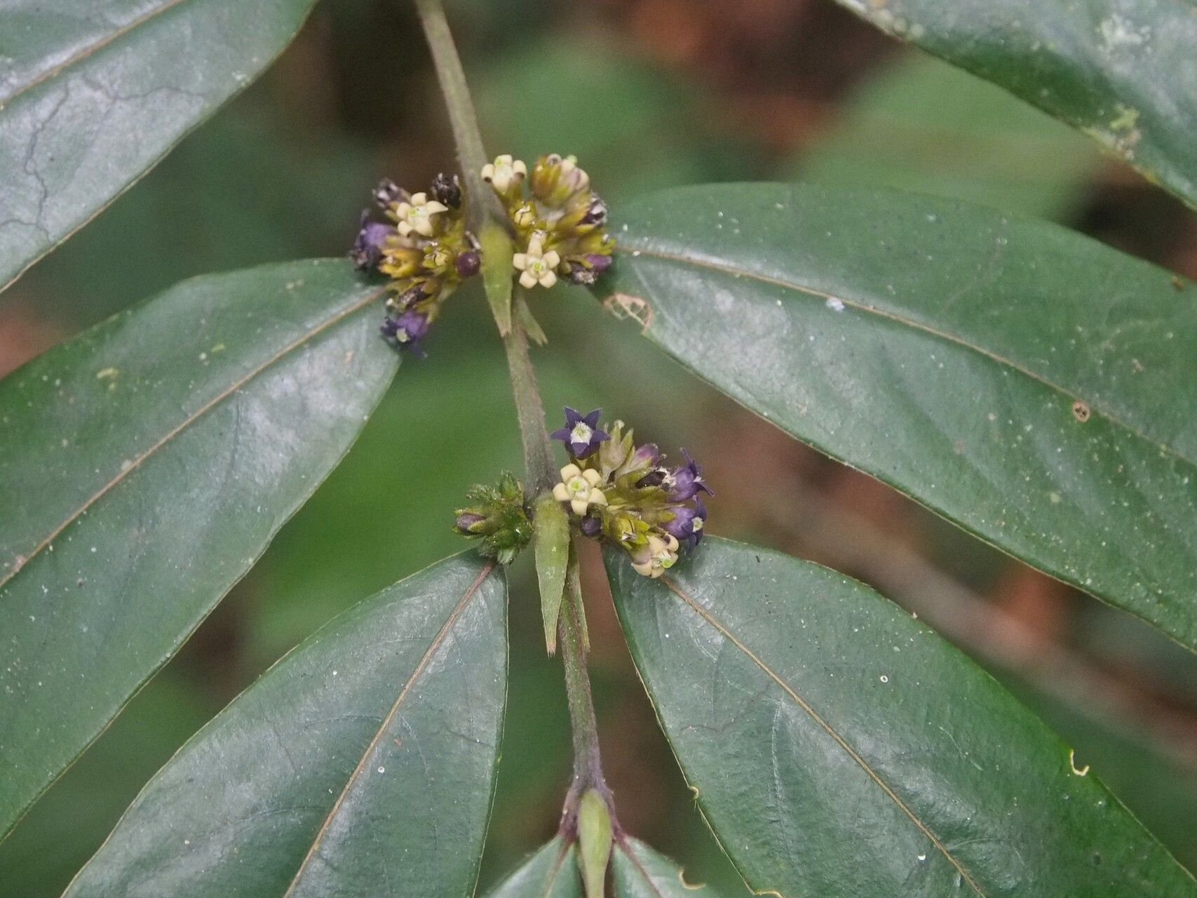 Pauridiantha mayumbensis — houseplant care guide