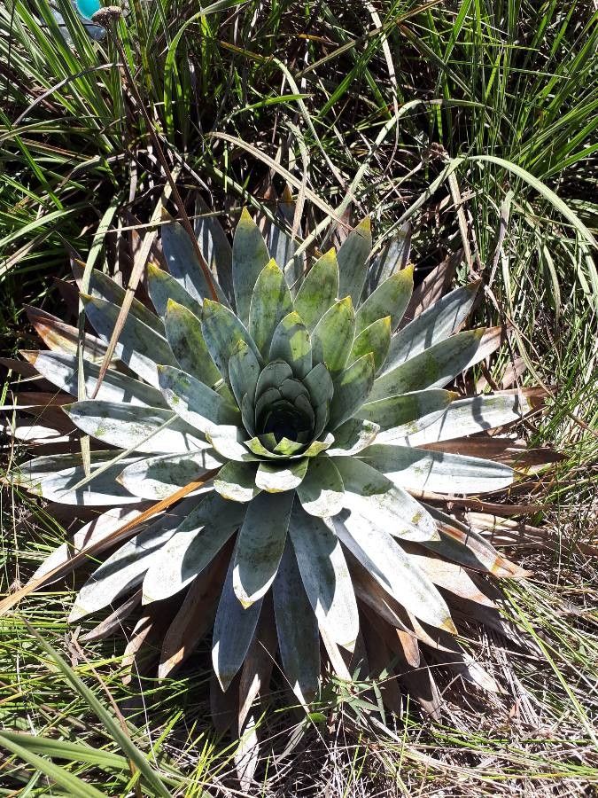 Paepalanthus bromelioides — search result for 'Bromeliaceae'