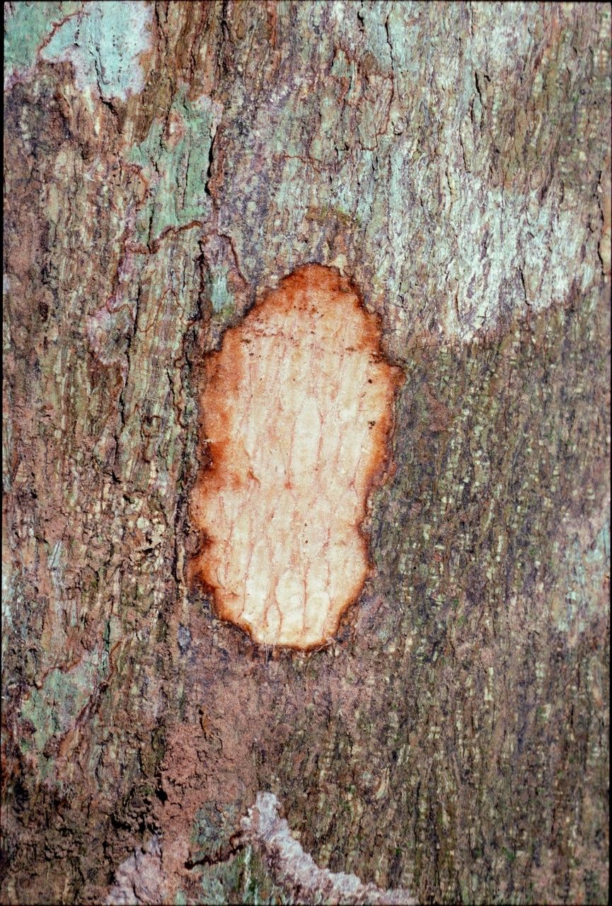 Desmos saccopetaloides bark