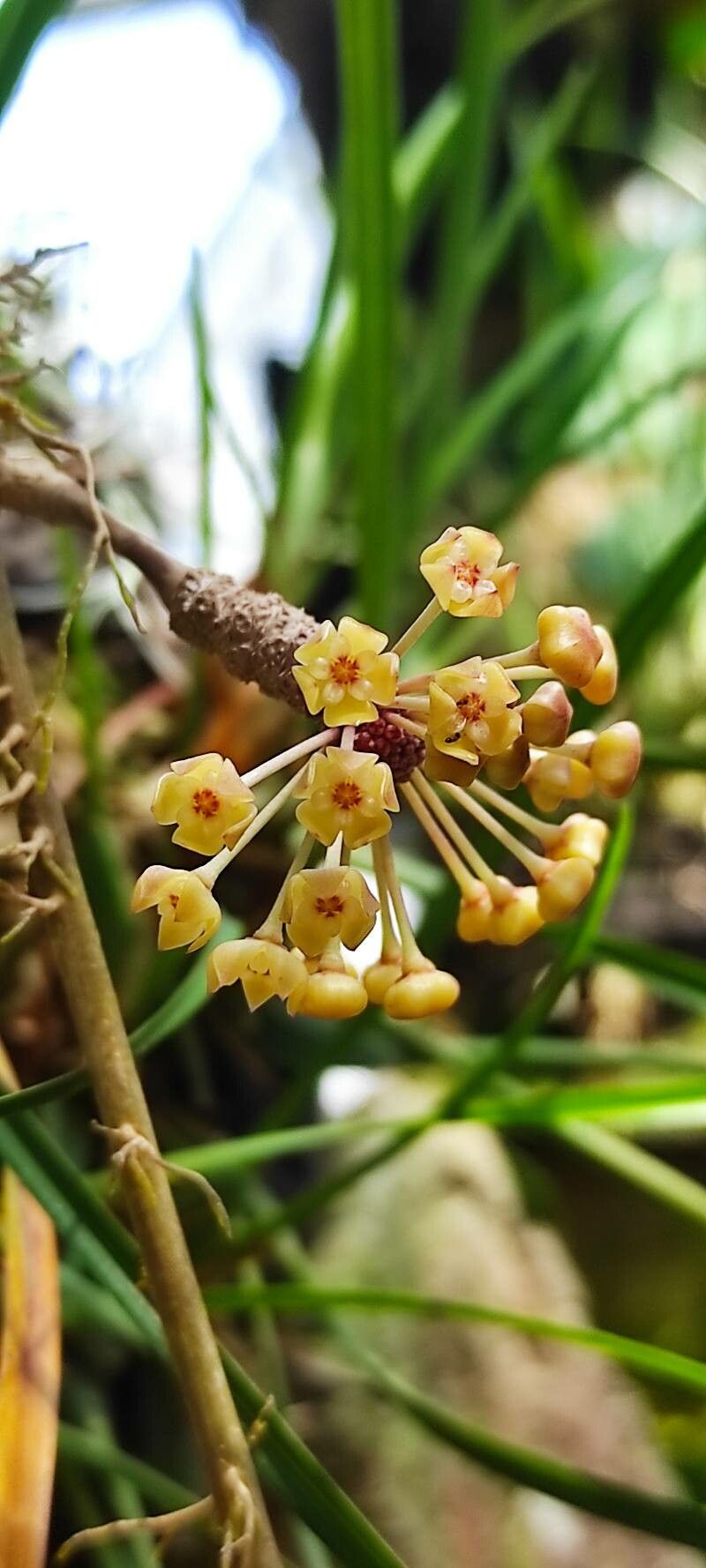 Hoya latifolia — pet friendly houseplant