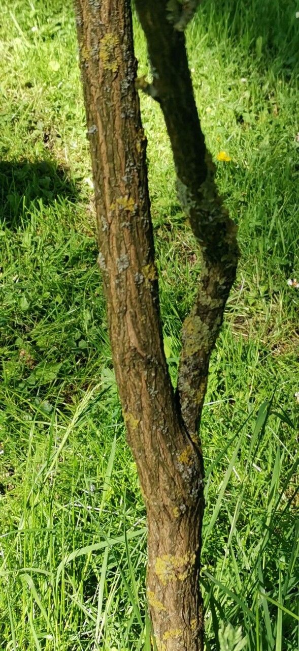 Xanthoceras sorbifolium bark