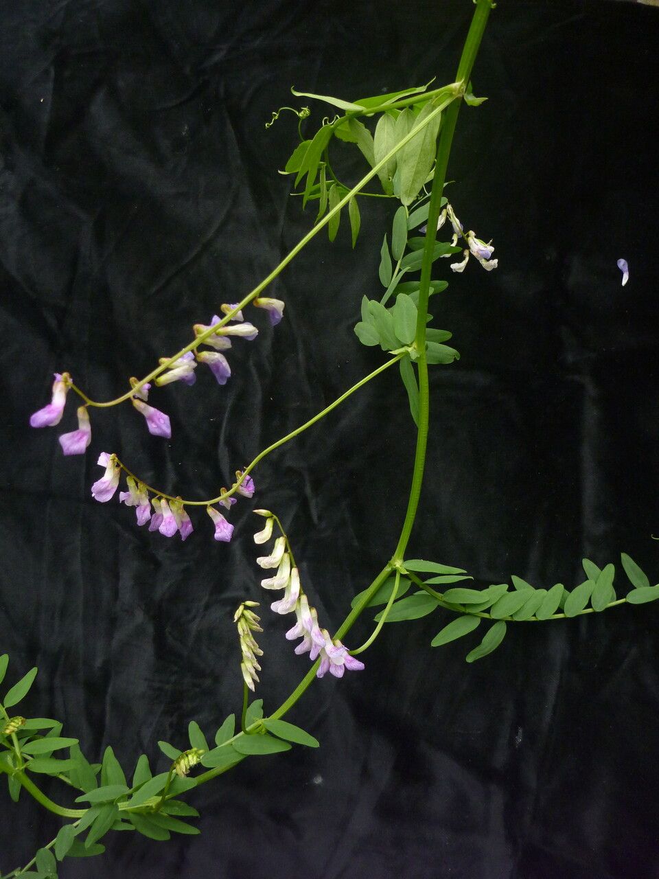 Vicia bakeri habit