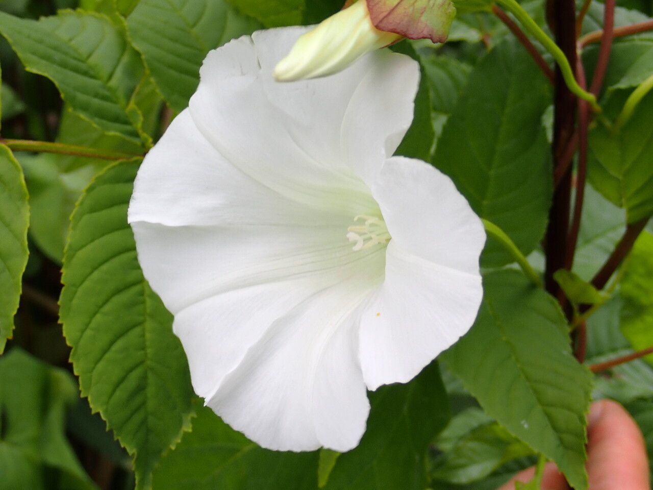 Convolvulus silvaticus flower
