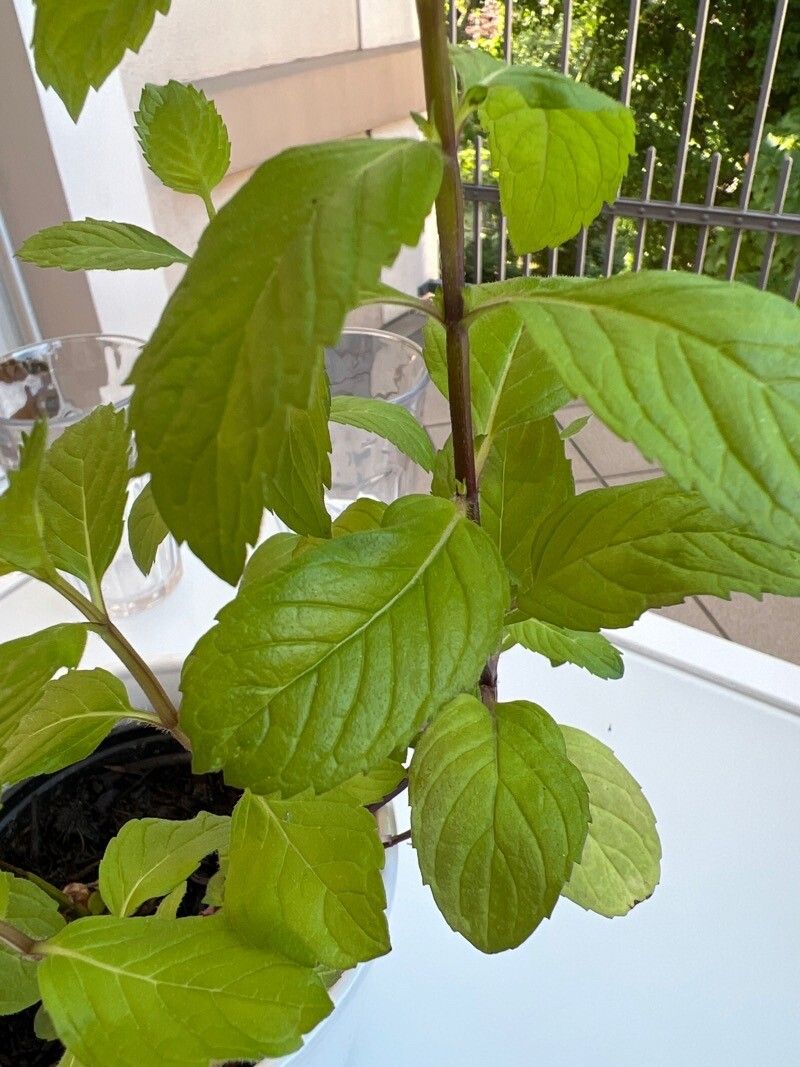 Mentha × carinthiaca leaf