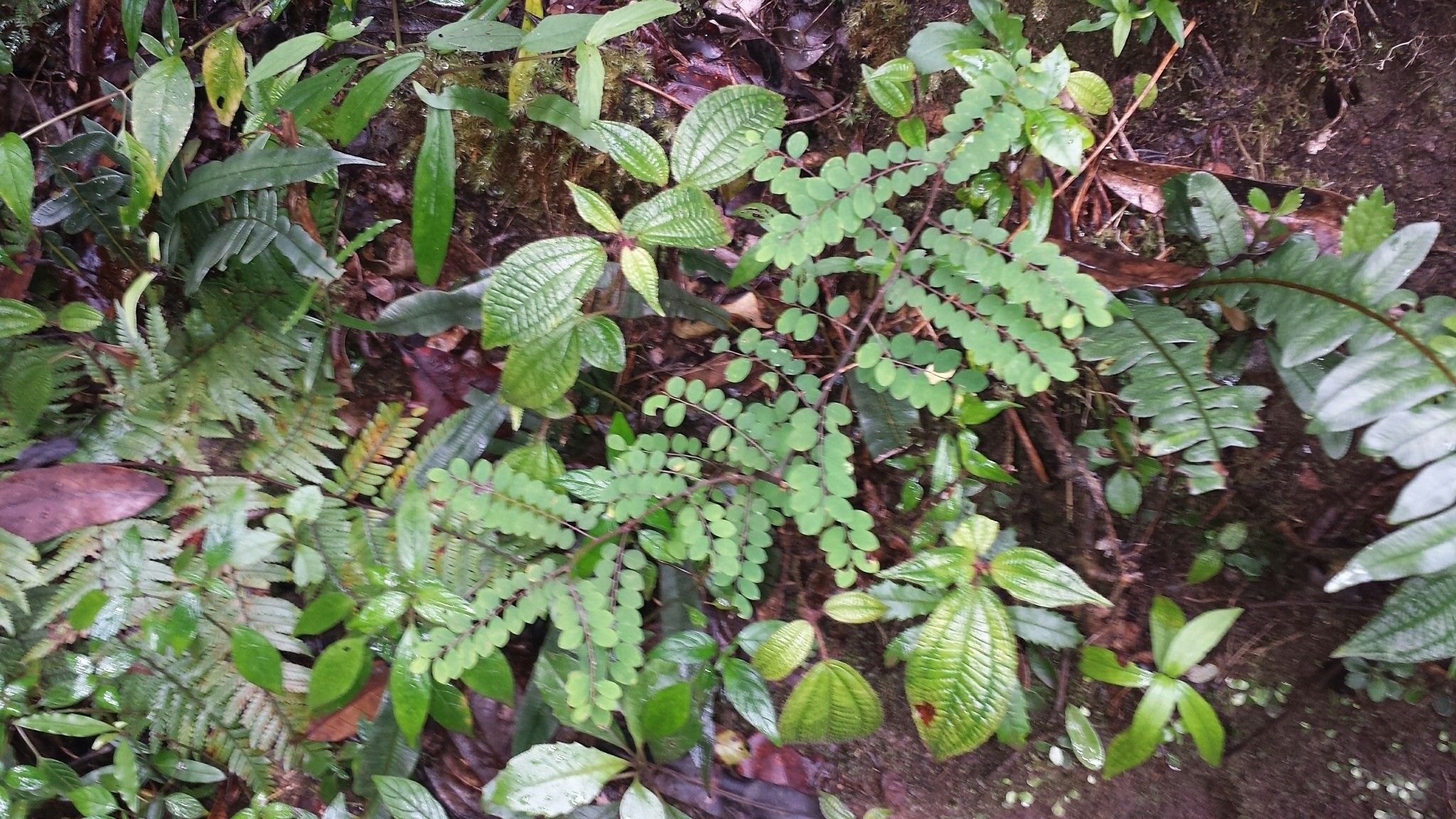 Phyllanthus matitanensis habit