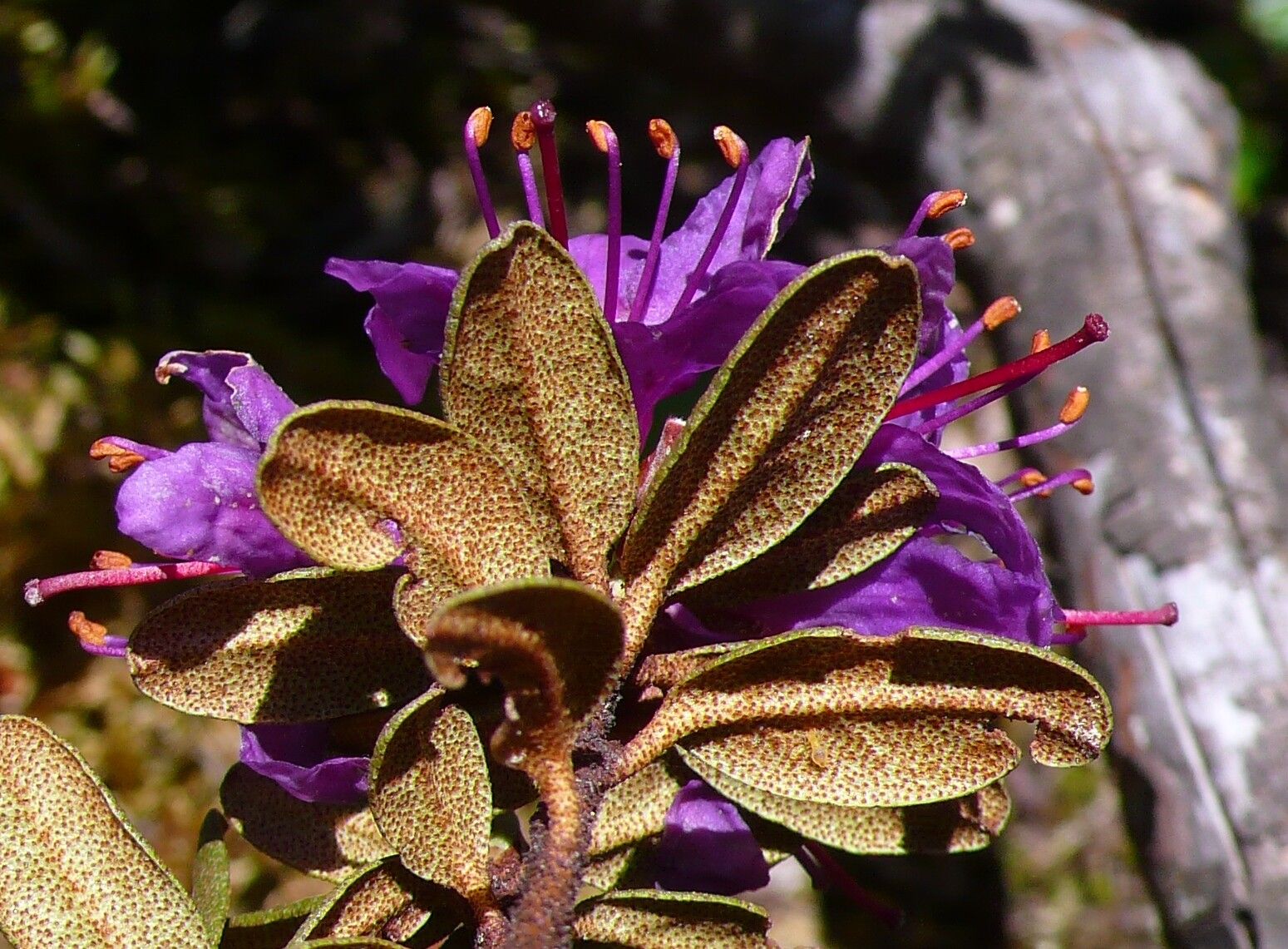 Rhododendron rupicola — houseplant care guide