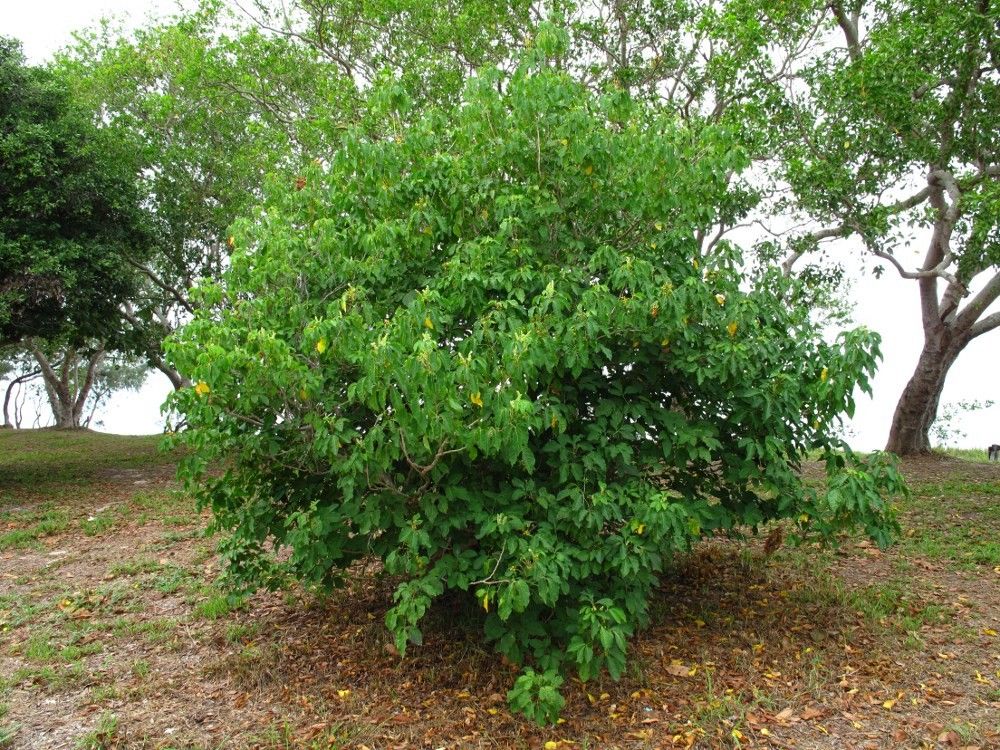 Allophylus timoriensis habit
