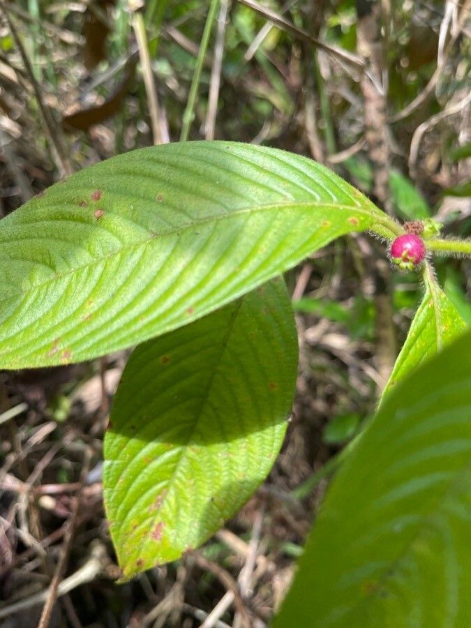 Sabicea villosa fruit