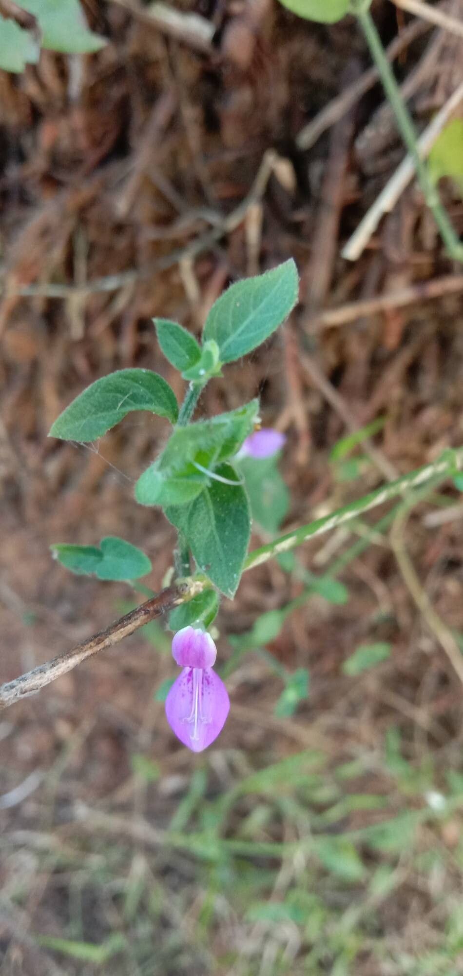 Dicliptera foetida — houseplant care guide