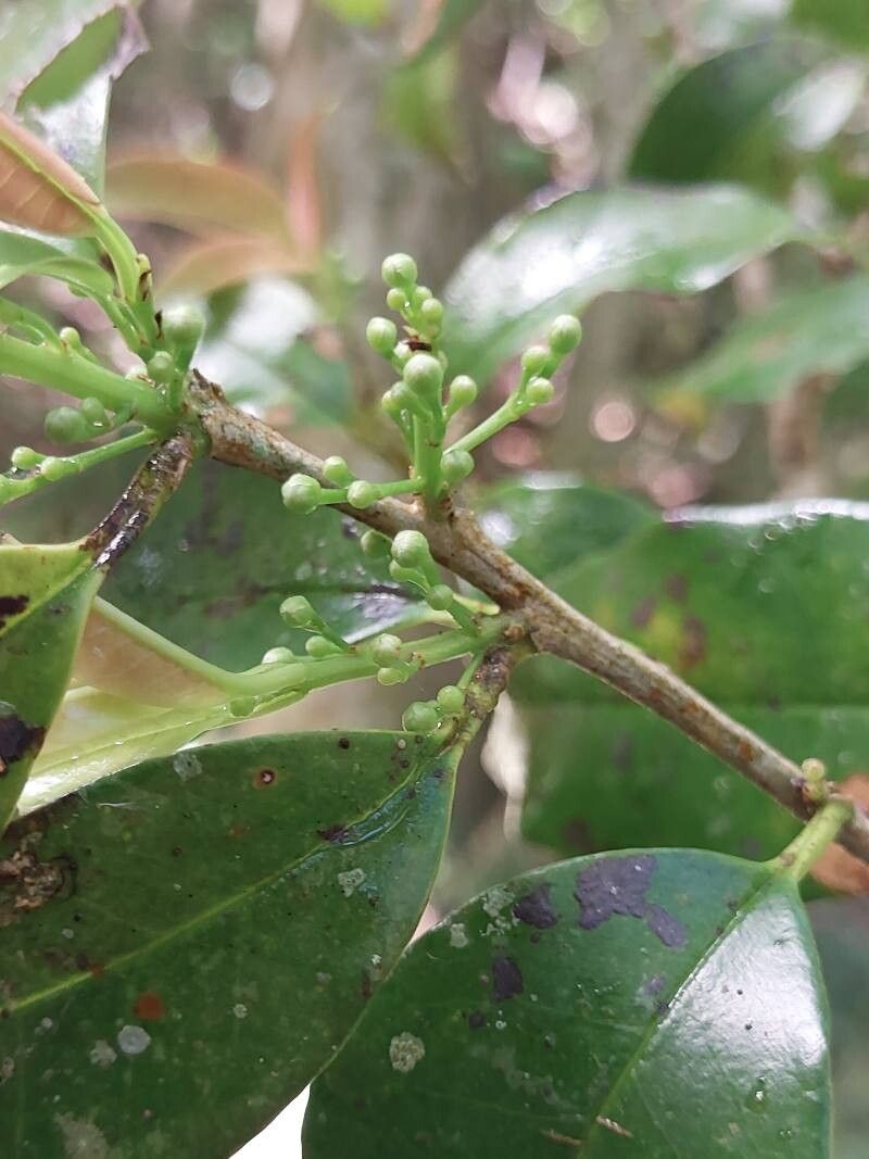 Erythroxylum sphaeranthum flower