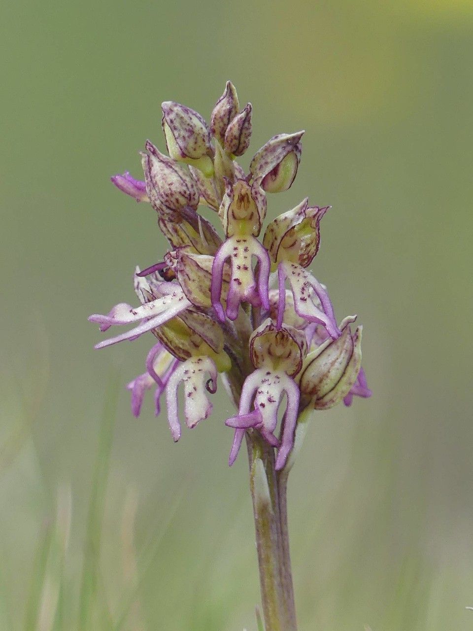 Orchis × macra — houseplant care guide