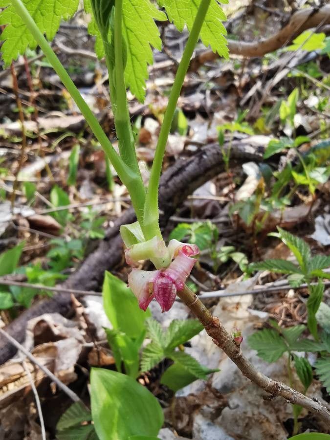 Ribes glandulosum bark