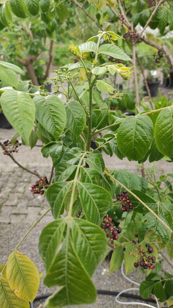 Picrasma excelsa — search result for 'Haiti'