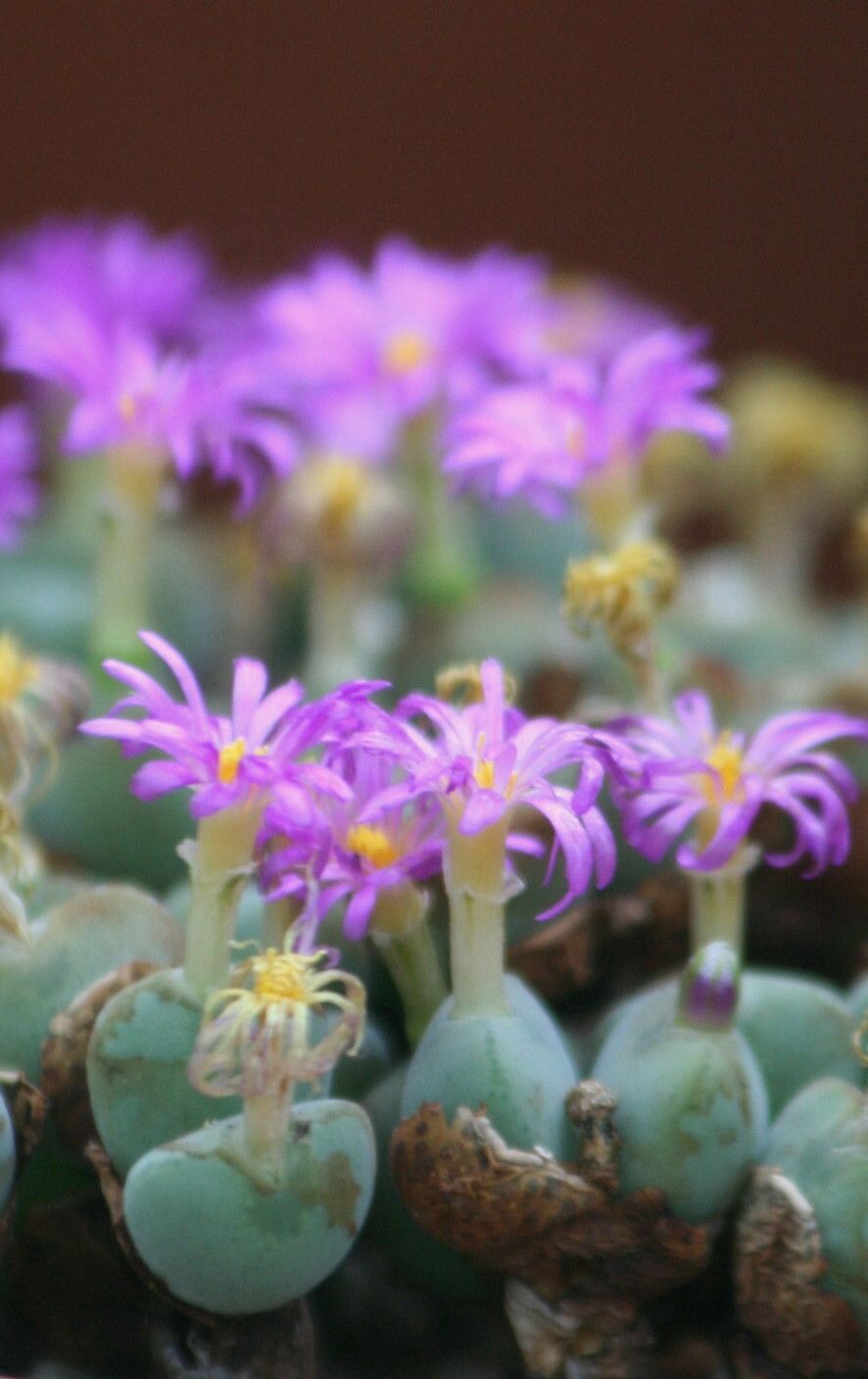 Conophytum velutinum flower