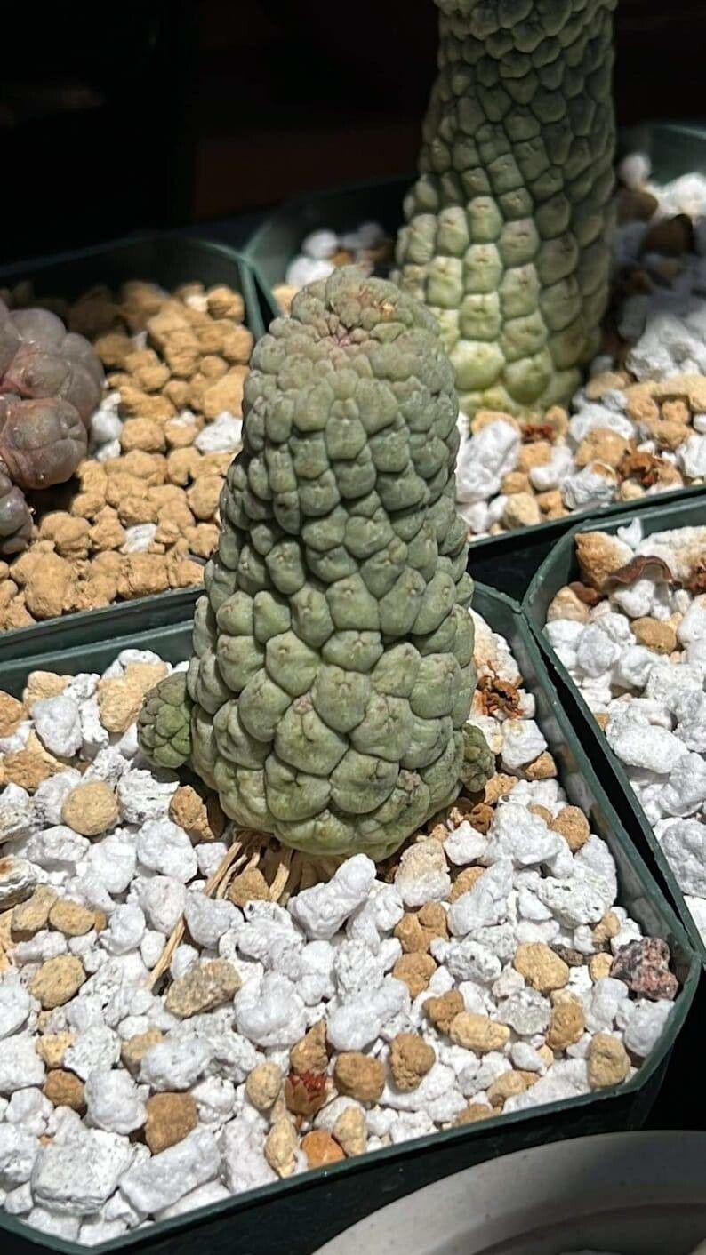 Larryleachia cactiformis leaf