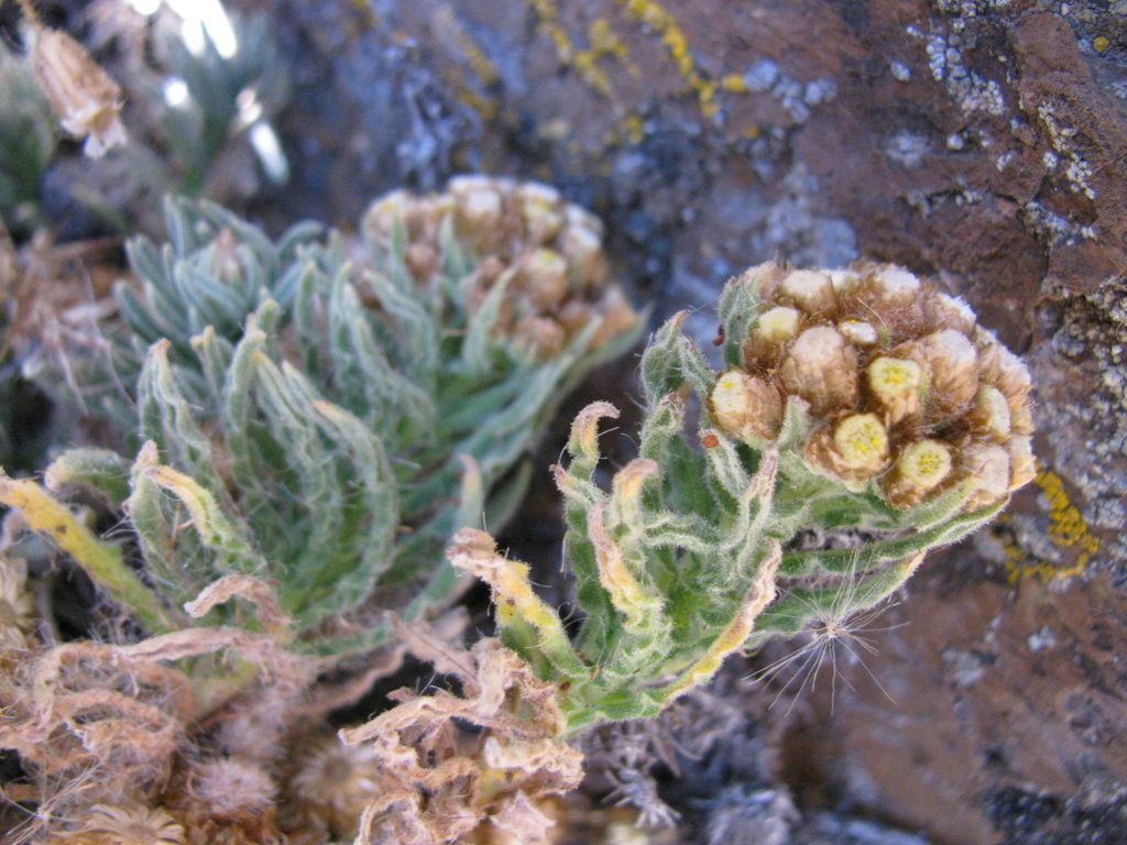 Gamochaeta capitata — related species from the same genus