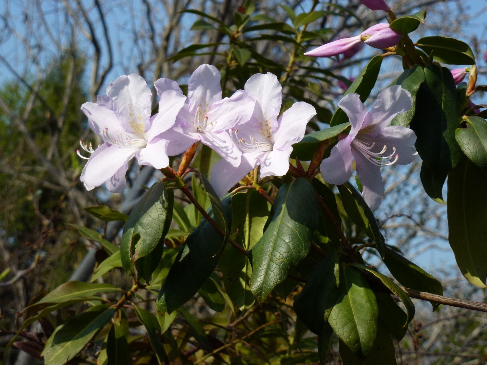 Rhododendron moulmainense flower