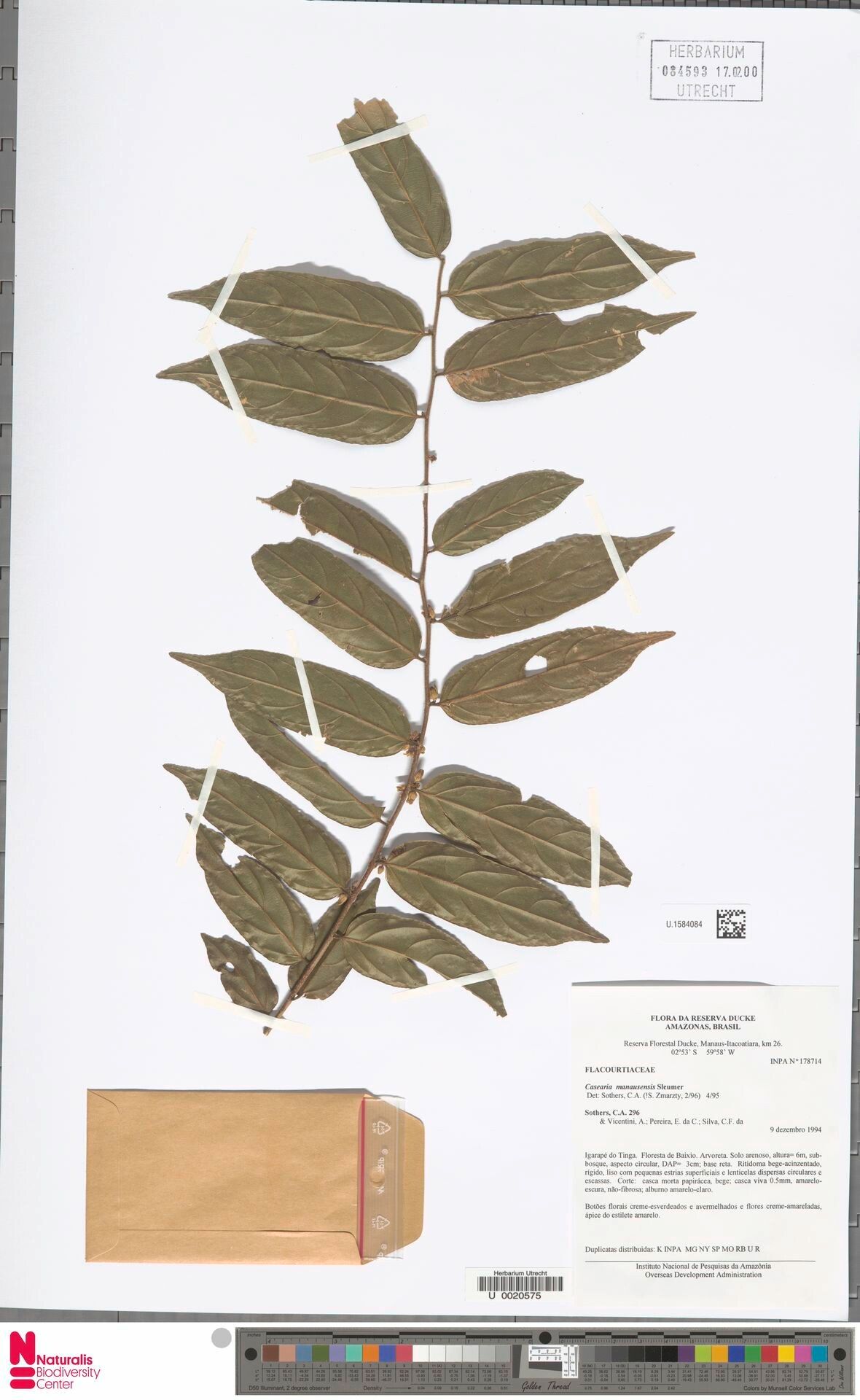Casearia manausensis leaf