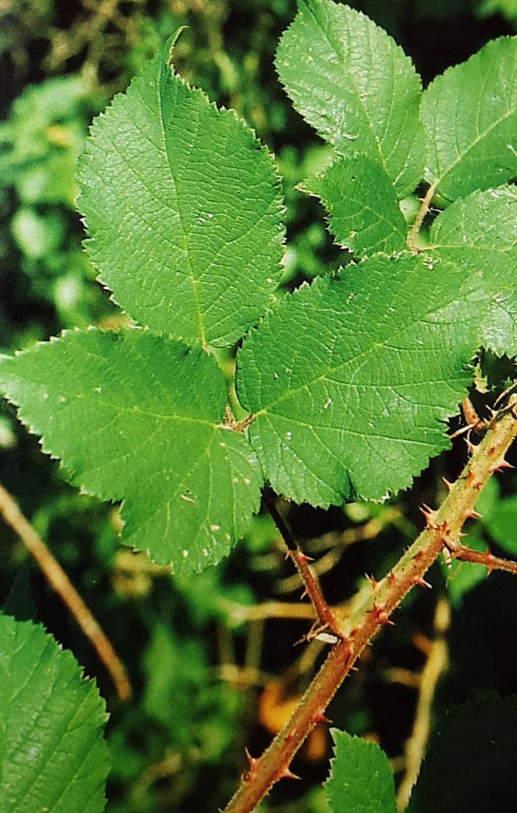 Rubus gravetii — houseplant care guide