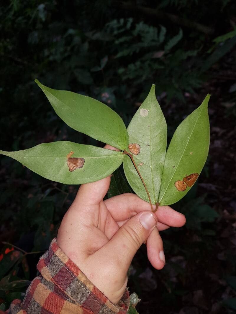 Cynometra retusa leaf
