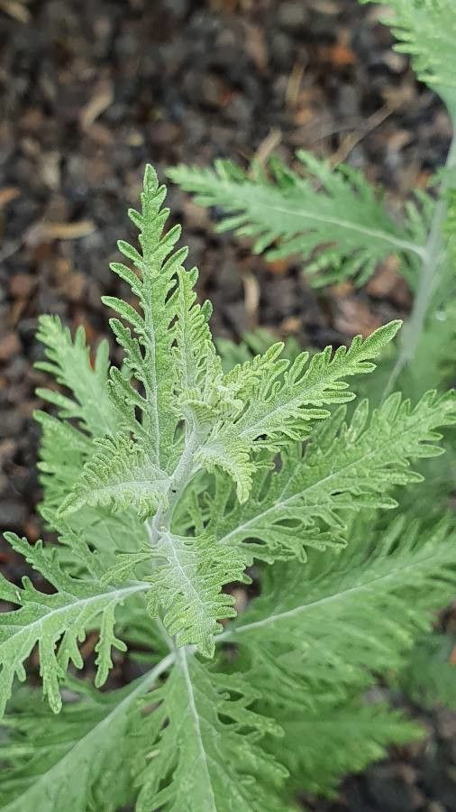 Perovskia abrotanoides