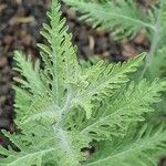 Perovskia abrotanoides