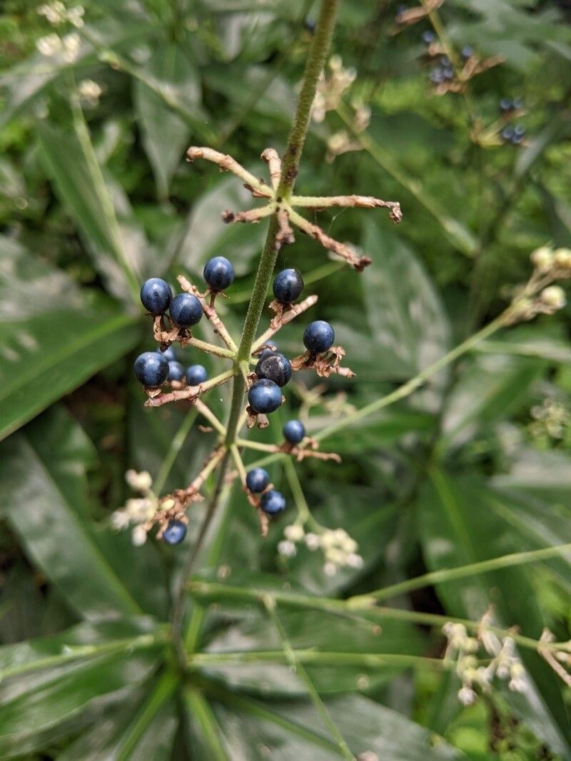 Pollia japonica fruit