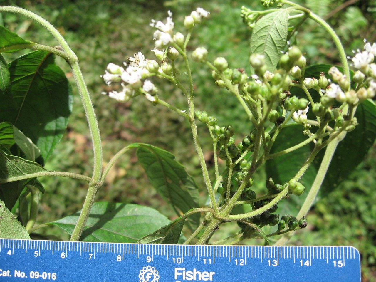 Clibadium anceps other