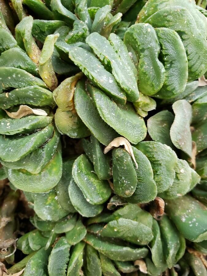 Haworthia truncata leaf