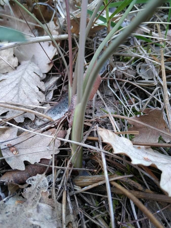 Peucedanum cervaria bark
