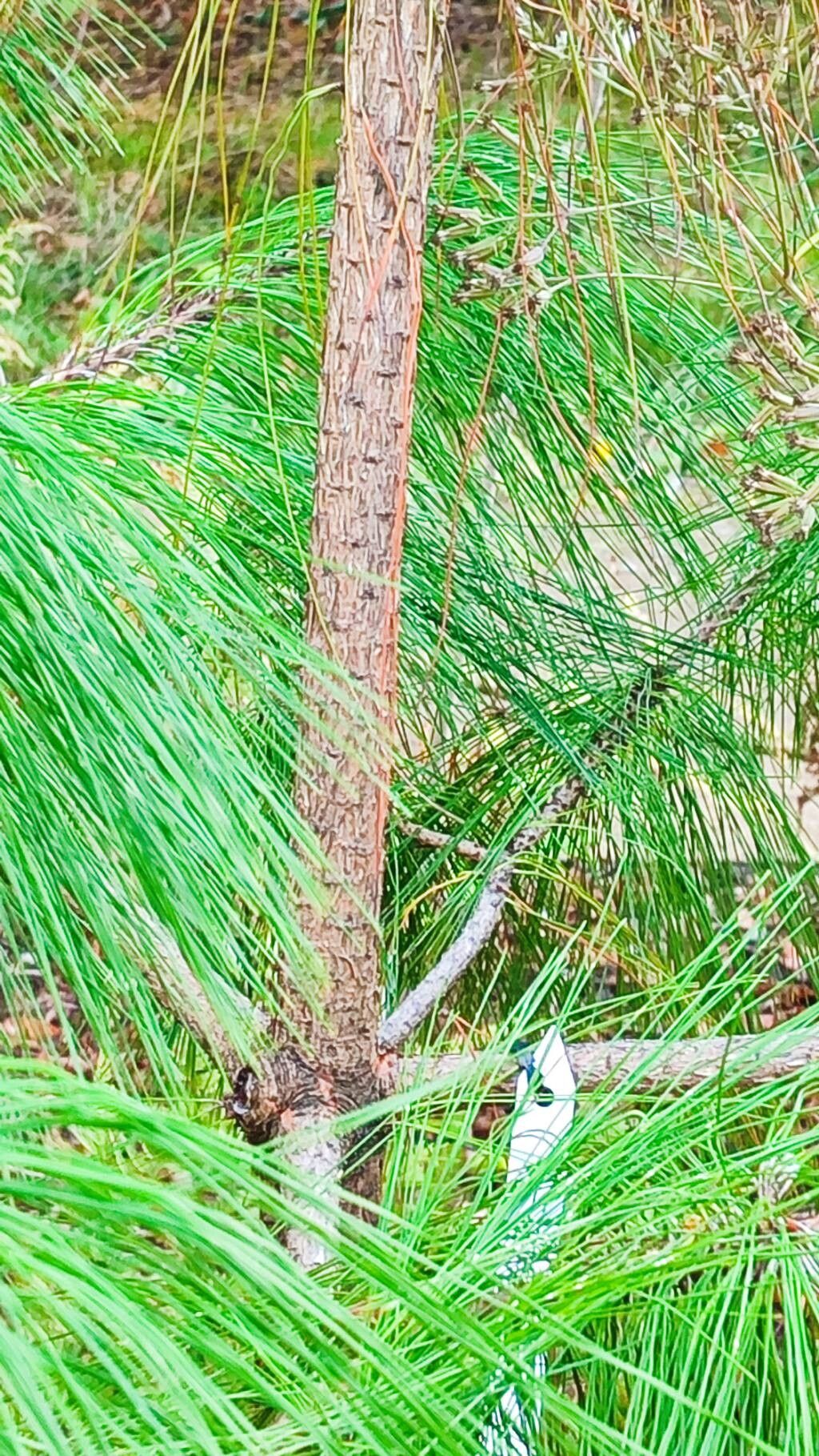 Pinus taiwanensis bark
