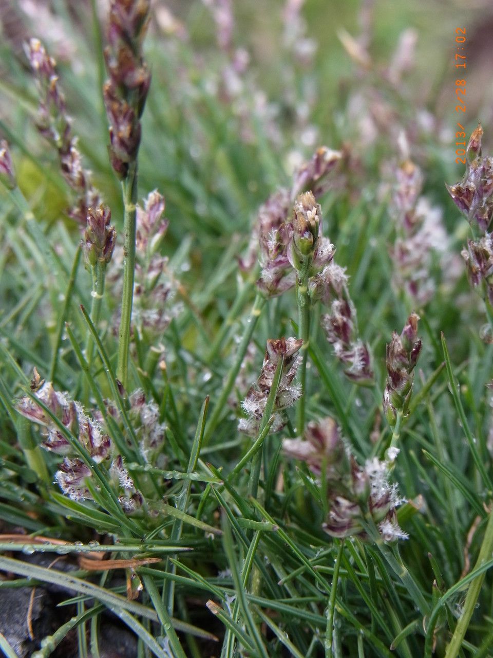 Poa gymnantha — search result for 'Poa'